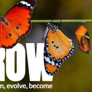 Butterfly life cycle from chrysalis to adult on branch with the word Grow