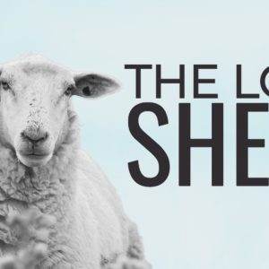 A lone sheep standing in a field with the text "The Lost Sheep" in bold letters.